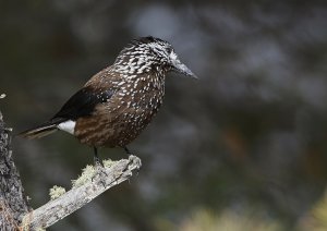 Spotted Nutcracker