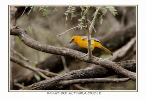 Immature Altimira Oriole