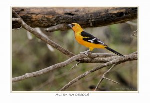 Altimira Oriole