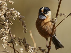 Rufous-fronted Tit