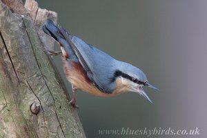 angry nuthatch