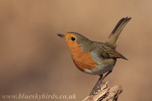 robin