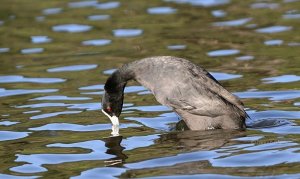 Eurasian Coot