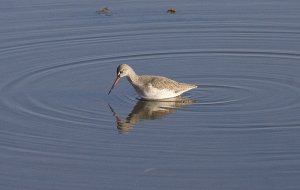 Spotshank