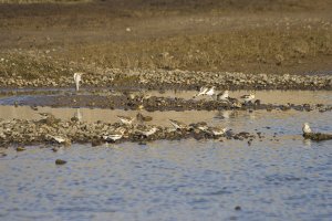 a flock of Snow Buntings