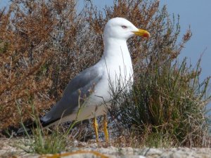 Yellow-Legged Gull - Alicante, Spain
