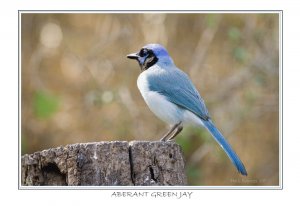 aberant Green Jay