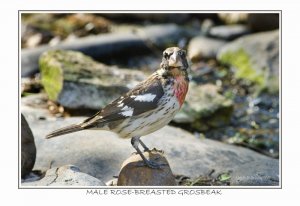 Male Rose-Breasted Grosbeak