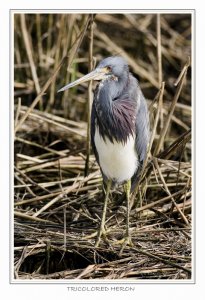 Tricolored Heron