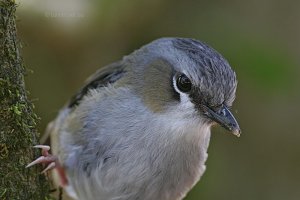 Grey-headed Robin