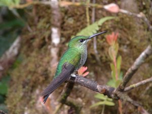 female Green-crowned Brilliant