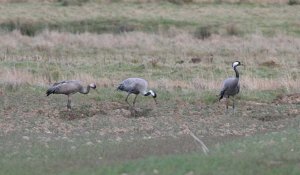 Common Crane