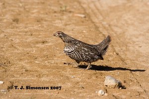 Spruce Grouse