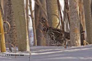 Ruffed Grouse