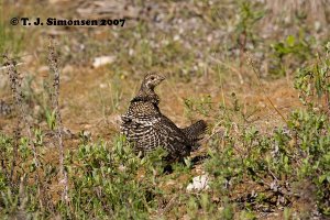 Spruce Grouse