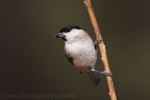 marsh tit