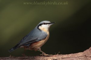 another nuthatch