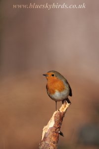 just a robin