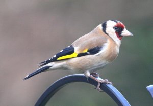 Another Gold Finch