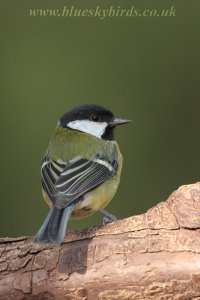 great tit