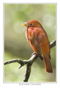 Male Summer Tanager