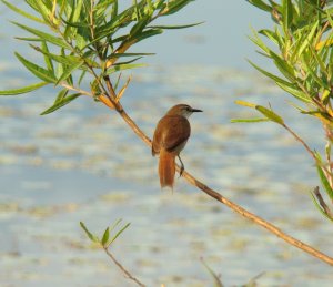 Yellow-chinned Spinetail