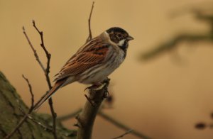 Reed bunting