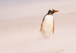 Gentoo in a sandstorm