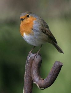 Friendly Robin