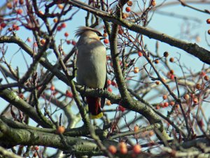 Waxwing of Suburbia