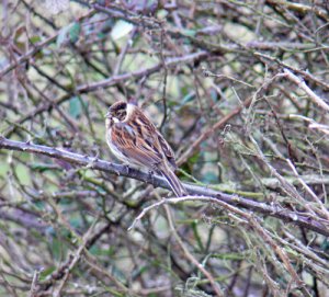 Reed Bunting of South Walney Island