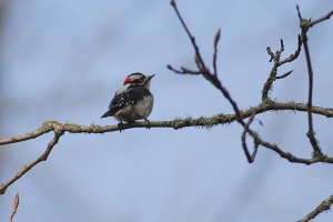 Downy Woodpecker