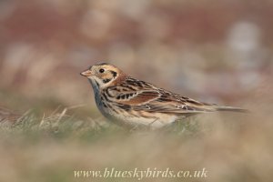 Lapland bunting