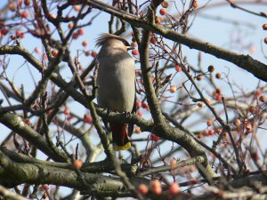 Waxwing of Suburbia