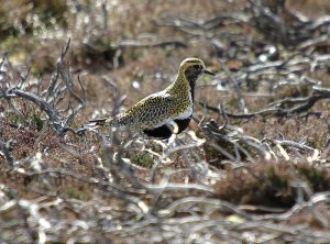 Golden Plover