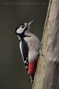 pecker