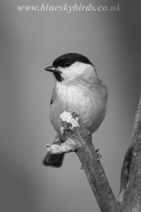 marsh tit