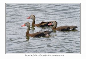Black bellied Whistling Ducks