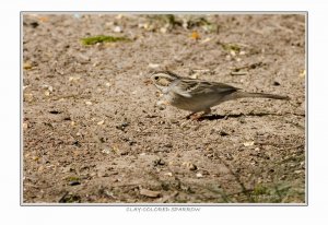 Clay-colored Sparrow