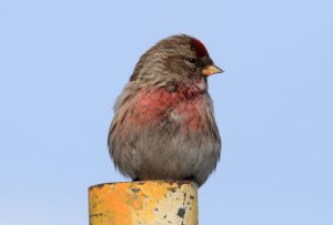 Redpoll on a post