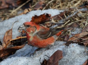 Crossbill in the snow