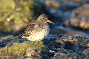 Purple Sandpiper