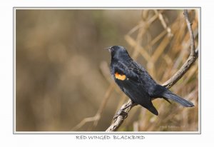 Red-winged Blackbird