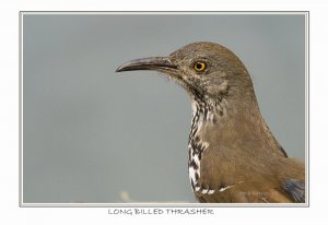 Long-billed Thrasher