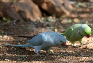 Rose-ringed Parakeet