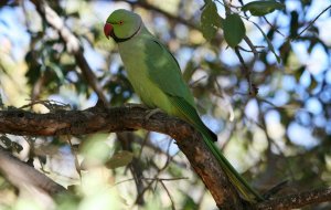 Rose-ringed Parakeet