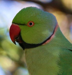 Rose-ringed Parakeet