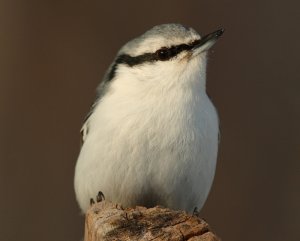 King Nuthatch