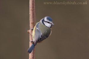 blue tit