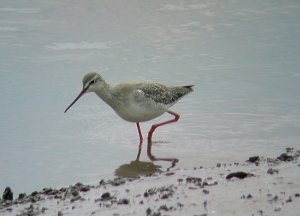 spotted redshank